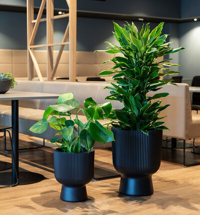 Dracaena Janet Lind Dracaena Janet Lind